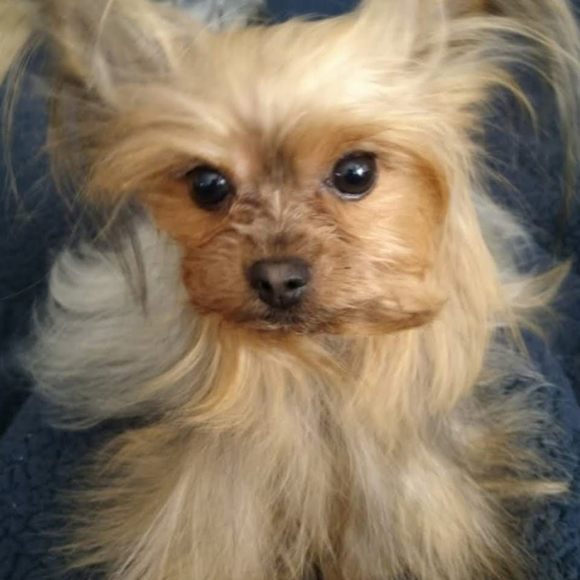 Meet your Posher, Diane - Picture 1 of 1